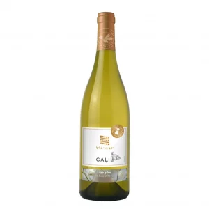 גליל אלון לבן